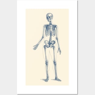 Full Body Skeleton - Vintage Anatomy Poster Posters and Art